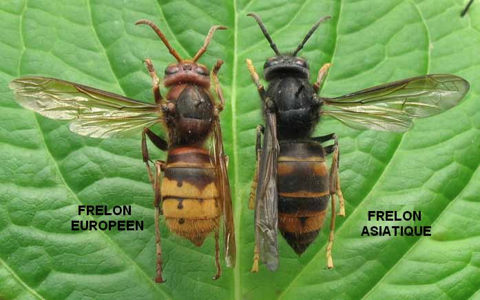 Réunion publique FRELON ASIATIQUE